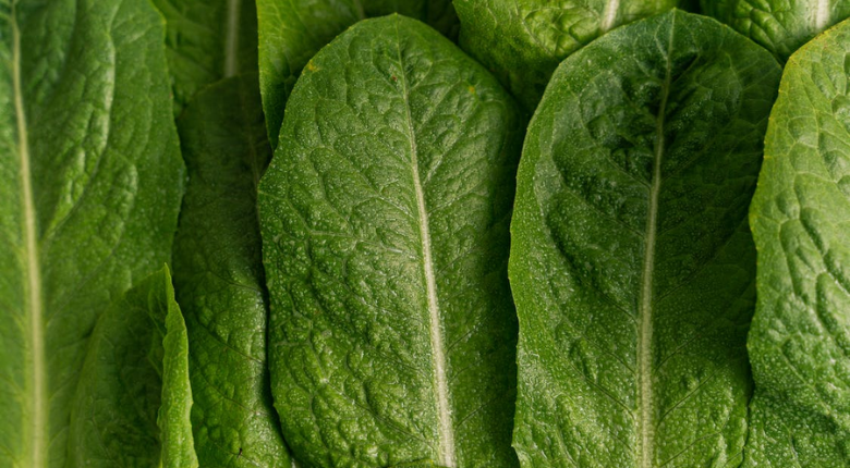 romaine lettuce leaves up close