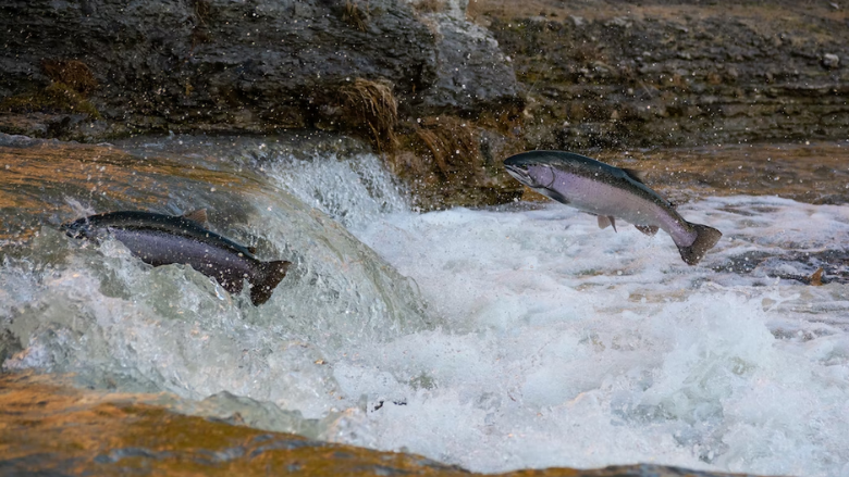salmon jumping in river.png