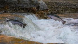 salmon jumping upstream in a river