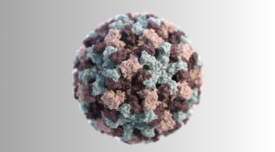 singular norovirus viron
