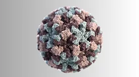 singular norovirus viron
