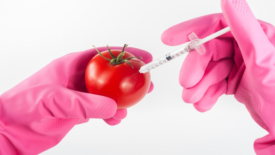 tomato being injected with syringe