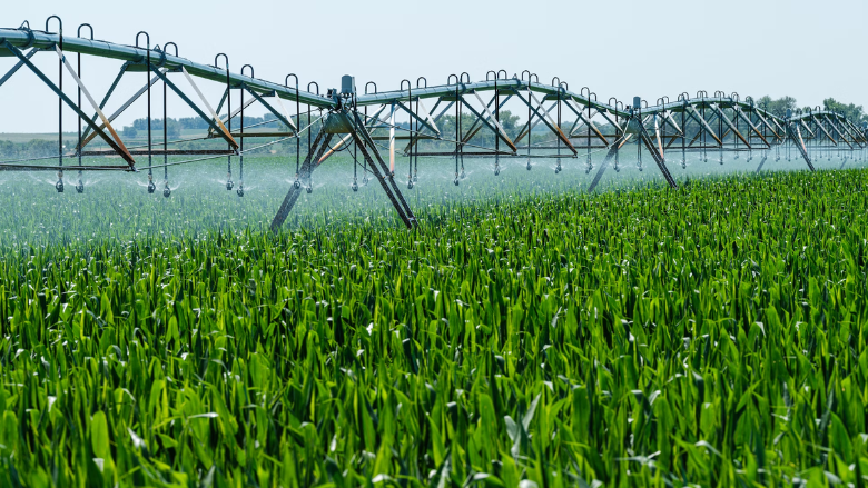 water being sprayed on crops from an overhead sprinkler