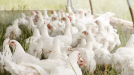 white chickens in a pasture on a farm