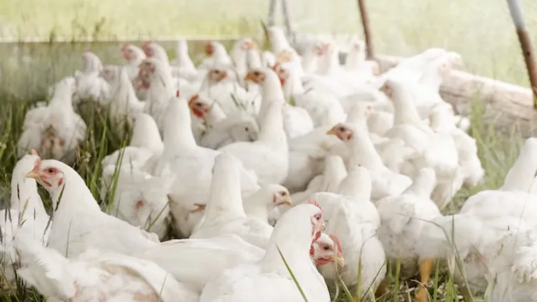 white chickens in a pasture on a farm