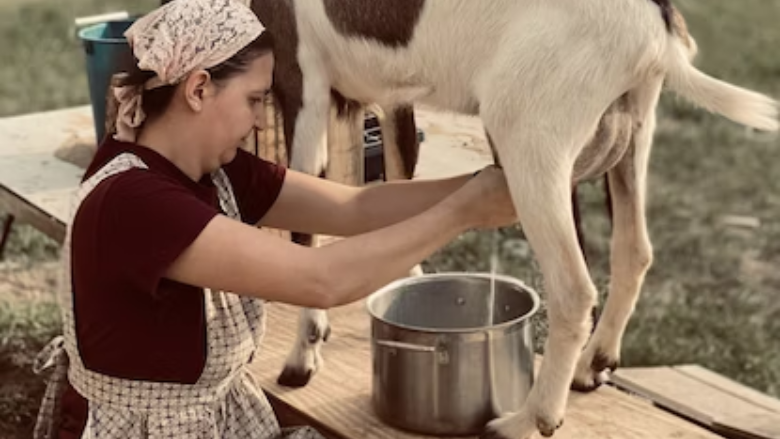 woman milking a goat