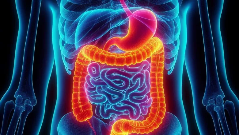 3D rendering of intestine and stomach in human