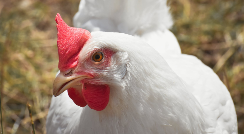 Close-Up Shot of a Broiler Chicken