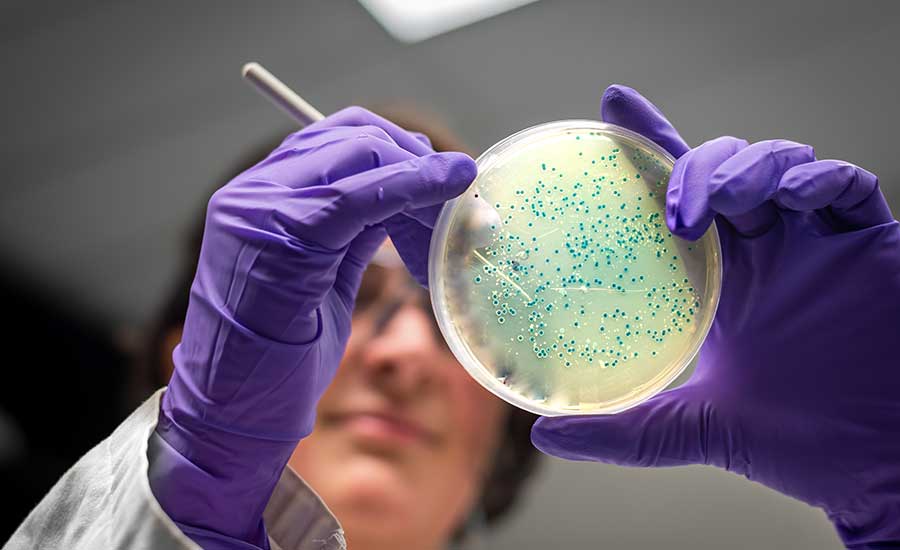 scientist looking at petri dish with cultured biofilm