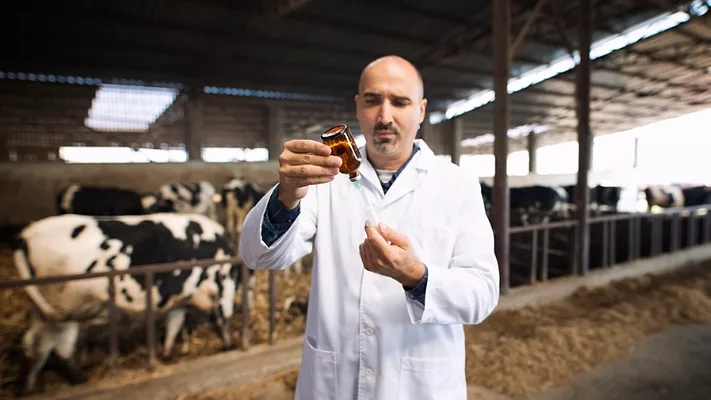 Veterinarian at cattle farm holding syringe and bottle preparing for vaccination