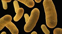 Yersinia enterocolitica Yersinia enterocolitica