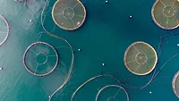 aerial view of a fish farm aerial view of a fish farm