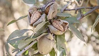 almonds on tree ready to harvest