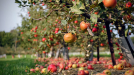 apples on ground apple orchard
