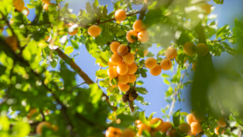 apricot growing on a tree