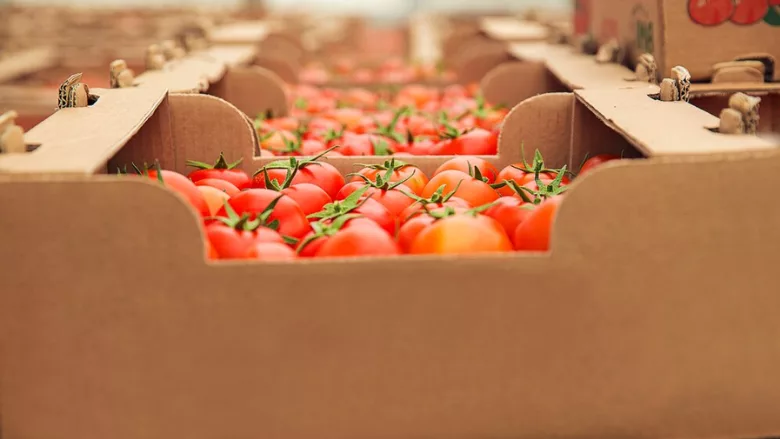 boxes of tomatoes