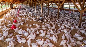 broiler chickens on farm