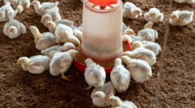 broiler chicks feeding