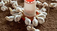 broiler chicks feeding broiler chicks feeding
