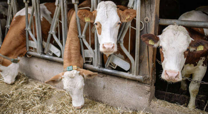 brown and white cattle with ear tags