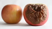 bruised rotten apple next to fresh apple bruised rotten apple next to fresh apple