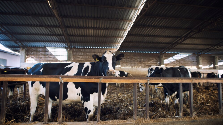 California Declares State of Emergency Over HPAI H5N1 Outbreak in Dairy ...
