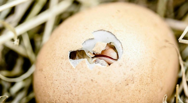 chick hatching from an egg