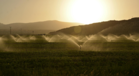 crops being watered at sunrise