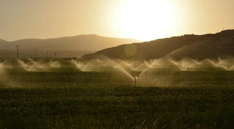 crops being watered at sunrise