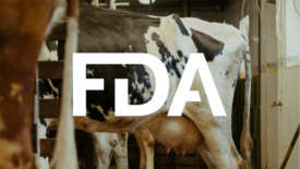 dairy cow full udder in milking pen with fda logo overlay