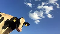 dairy cow looking down at camera against blue sky dairy cow looking down at camera against blue sky