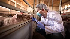 farm veterinarian preparing to administer shot to pig