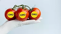 gloved hand holding tomatoes with yellow stickers that say GMO gloved hand holding tomatoes with yellow stickers that say GMO