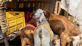 goats at an informal market