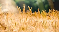 golden grain crops golden grain crops