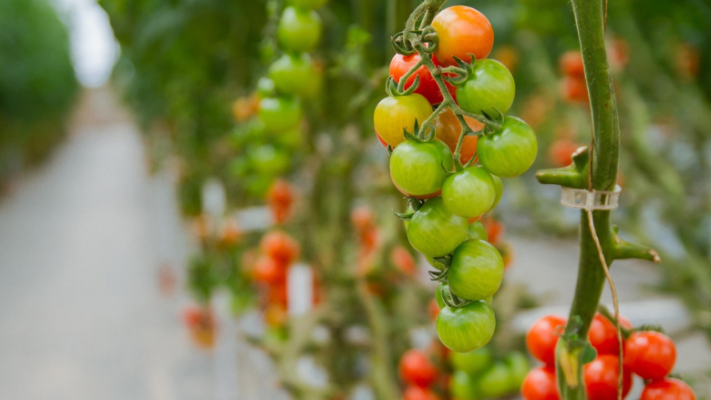 hydroponic cherry tomatoes