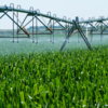 irrigation rig spraying water on cornfield