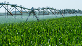 irrigation rig spraying water on cornfield