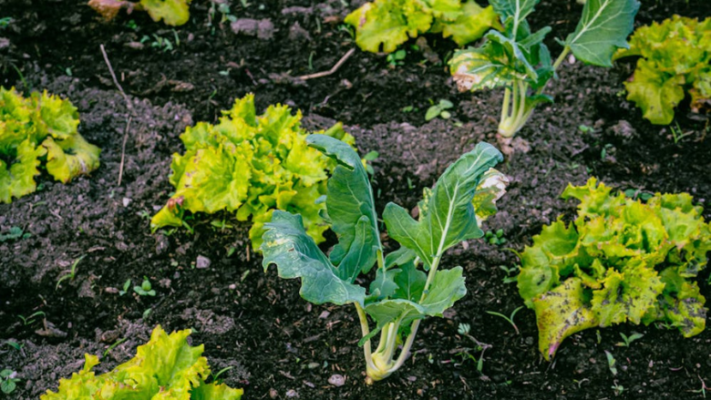 leafy greens in rows in dirt