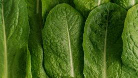overlapping lettuce leaves