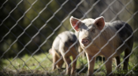 pigs behind chain link fence
