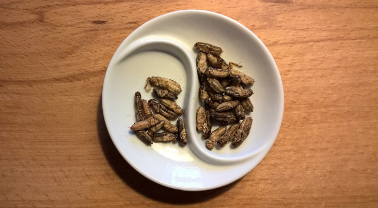 roasted crickets on a plate
