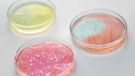 three petri dish different colors