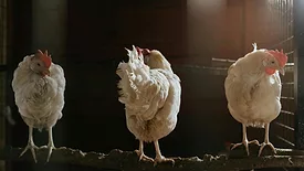 three white hens in chicken coop