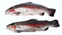 two fresh whole trout two fresh whole trout