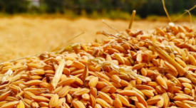 unprocessed wheat grains