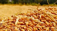 unprocessed wheat grains unprocessed wheat grains