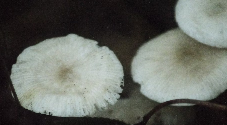 white mushrooms against dark background