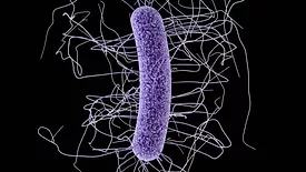 Clostridium difficile illustration