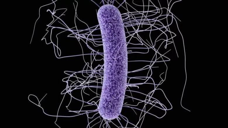 Clostridium difficile illustration